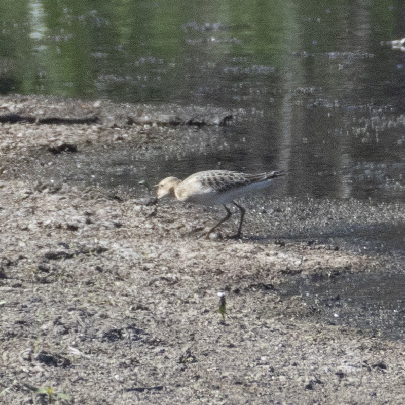 Correlimos Canelo - ML640890176