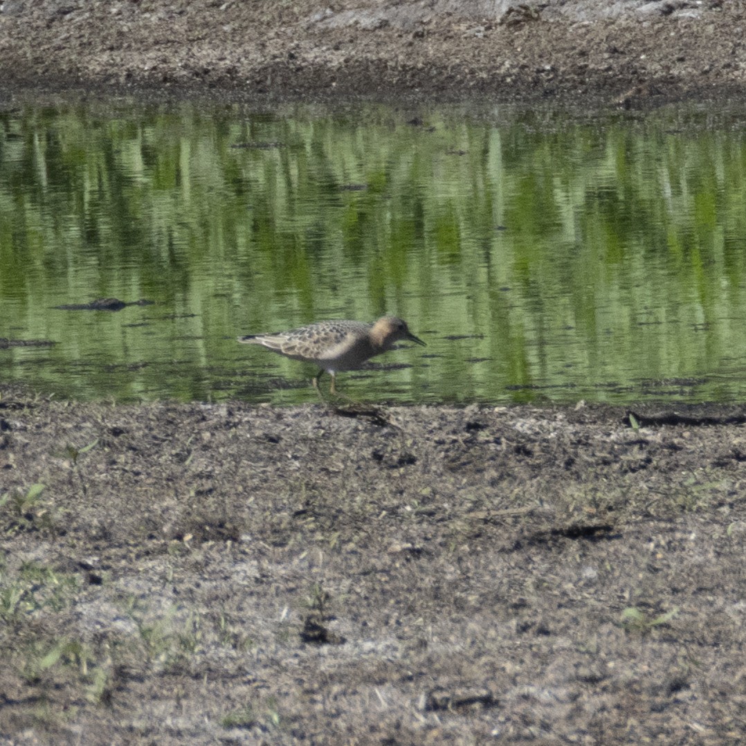 Correlimos Canelo - ML640890177