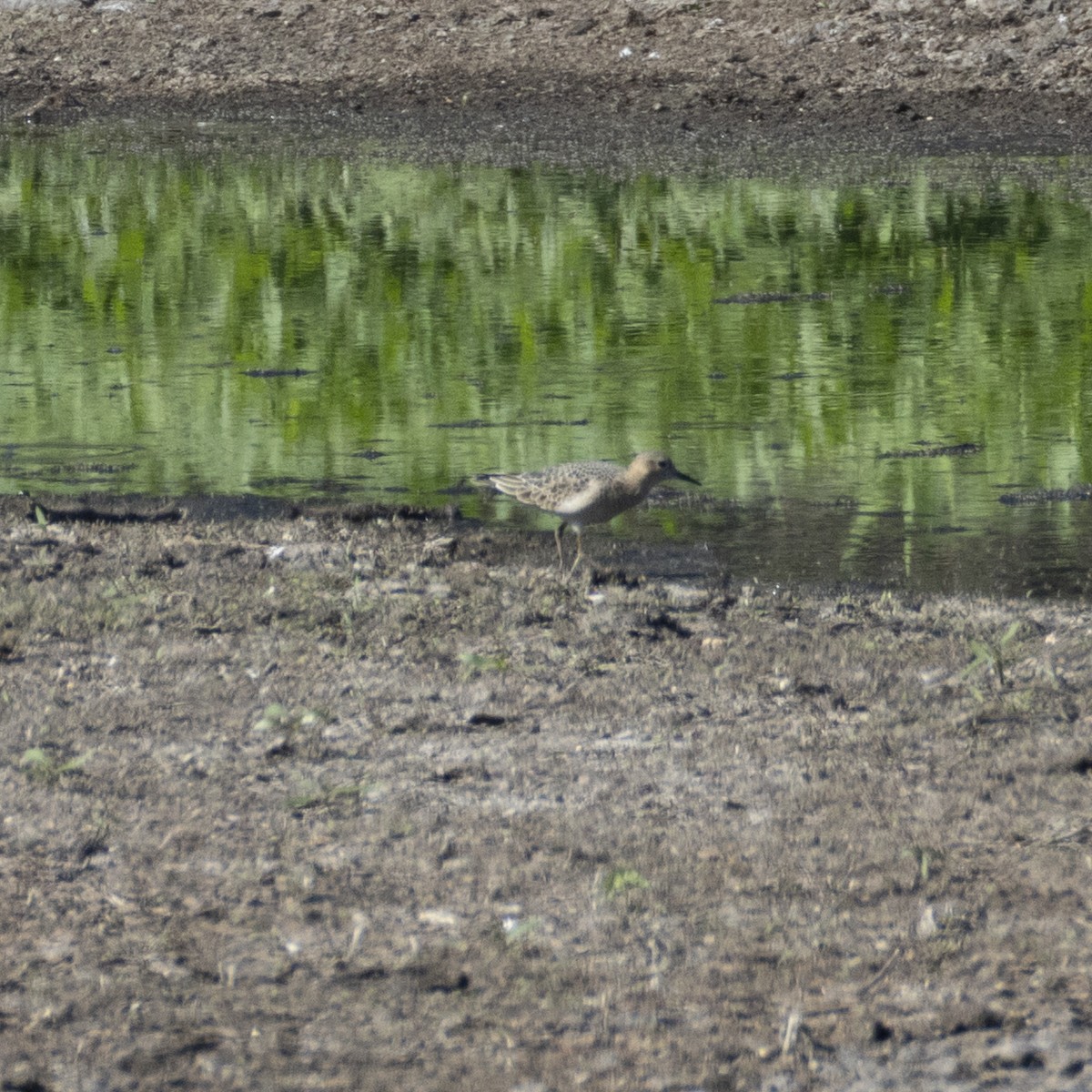 Correlimos Canelo - ML640890178