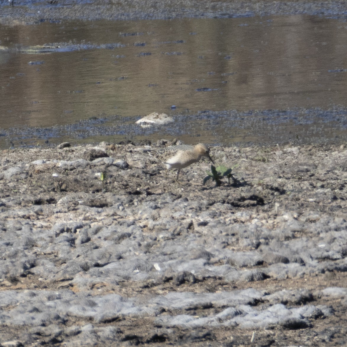 Correlimos Canelo - ML640890180