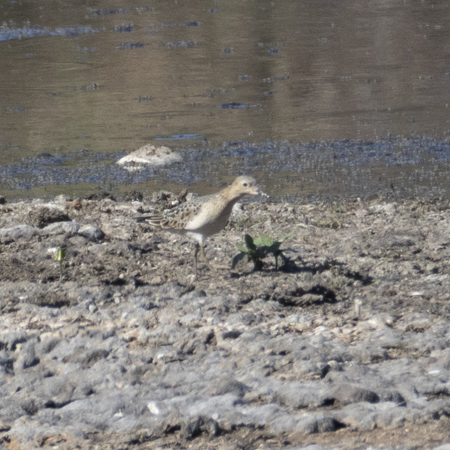 Correlimos Canelo - ML640890181