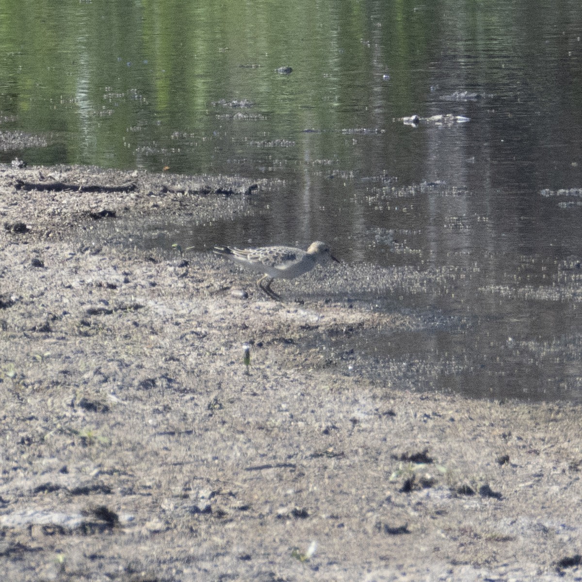 Correlimos Canelo - ML640890182