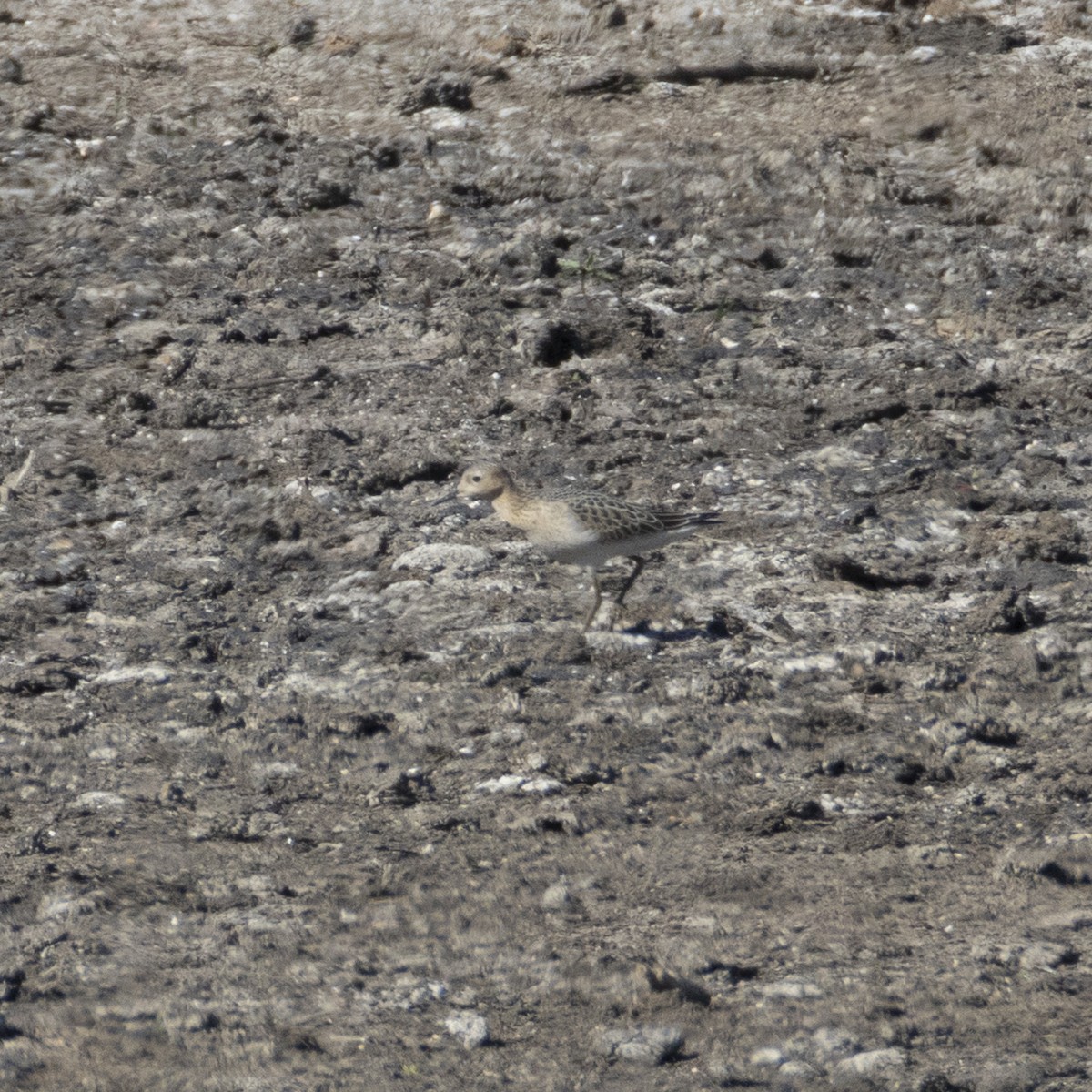 Correlimos Canelo - ML640890183