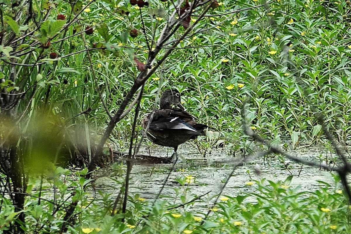 Wood Duck - ML640890189