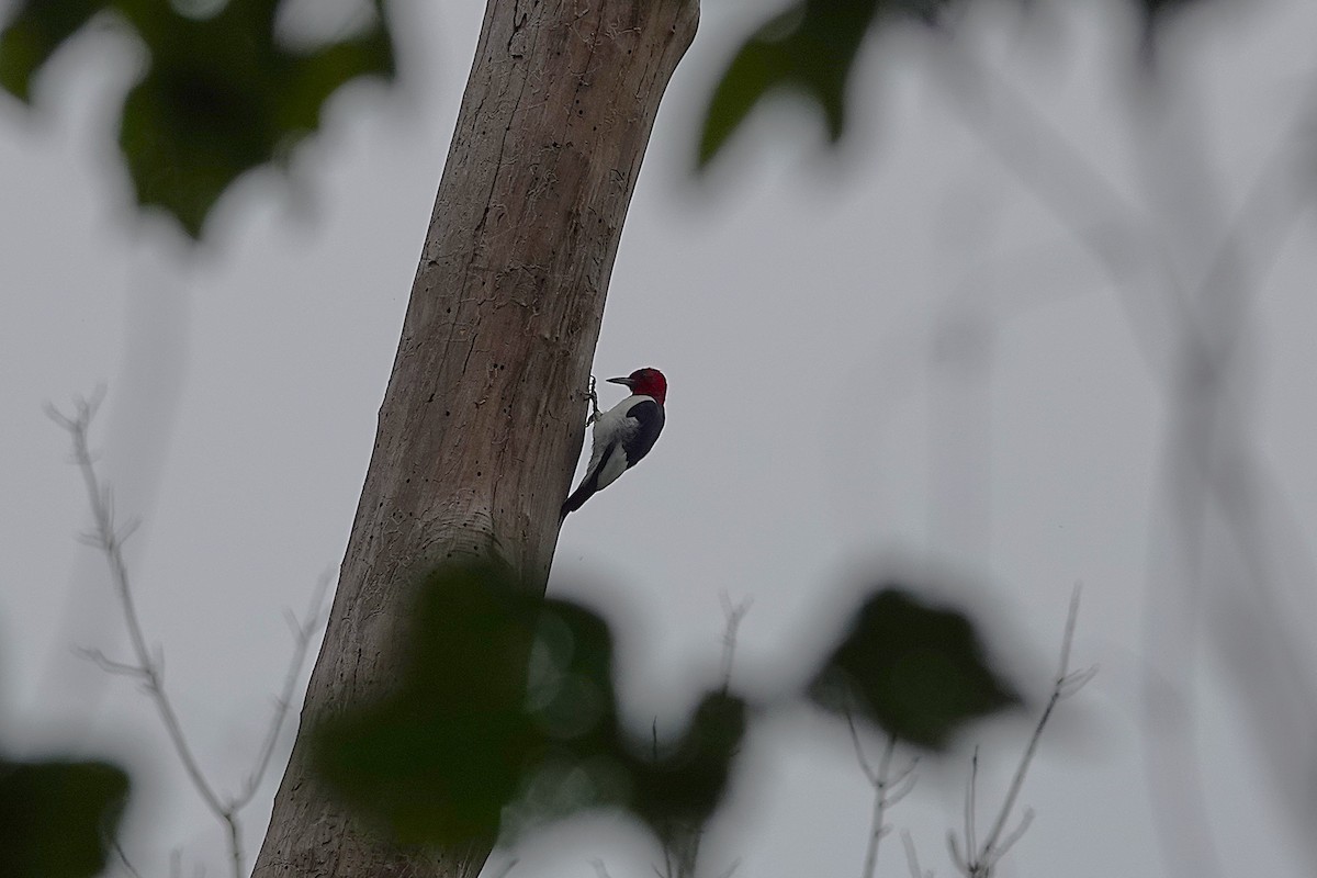 Red-headed Woodpecker - ML640890202