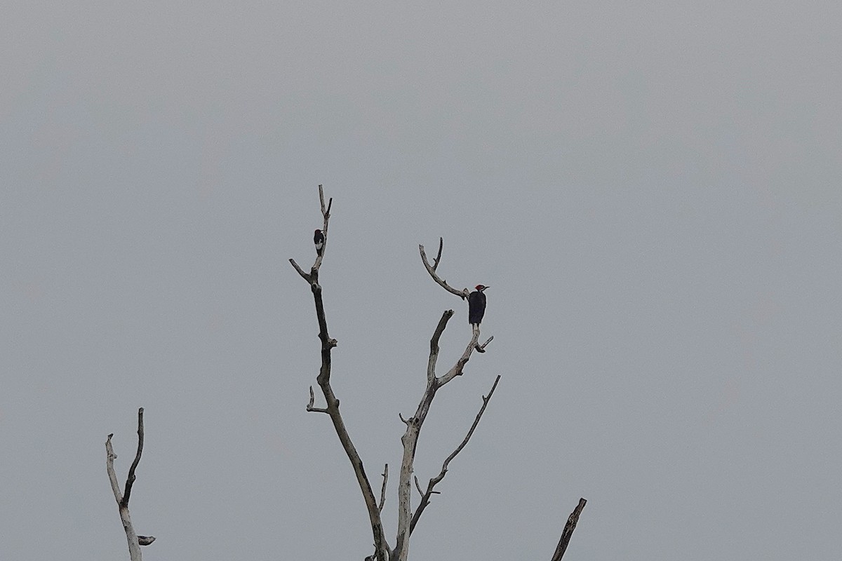 Pileated Woodpecker - ML640890206