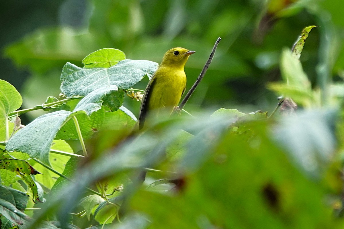 Wilson's Warbler - ML640890235