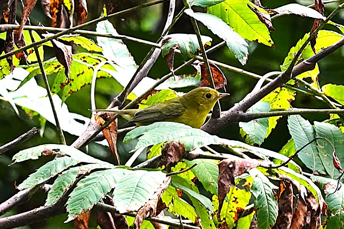 Wilson's Warbler - ML640890236