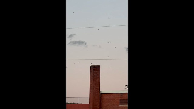 Chimney Swift - ML640890281