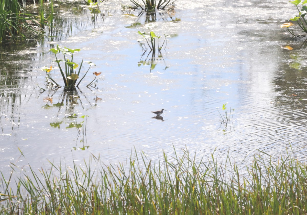 gulbeinsnipe/plystresnipe - ML640890334