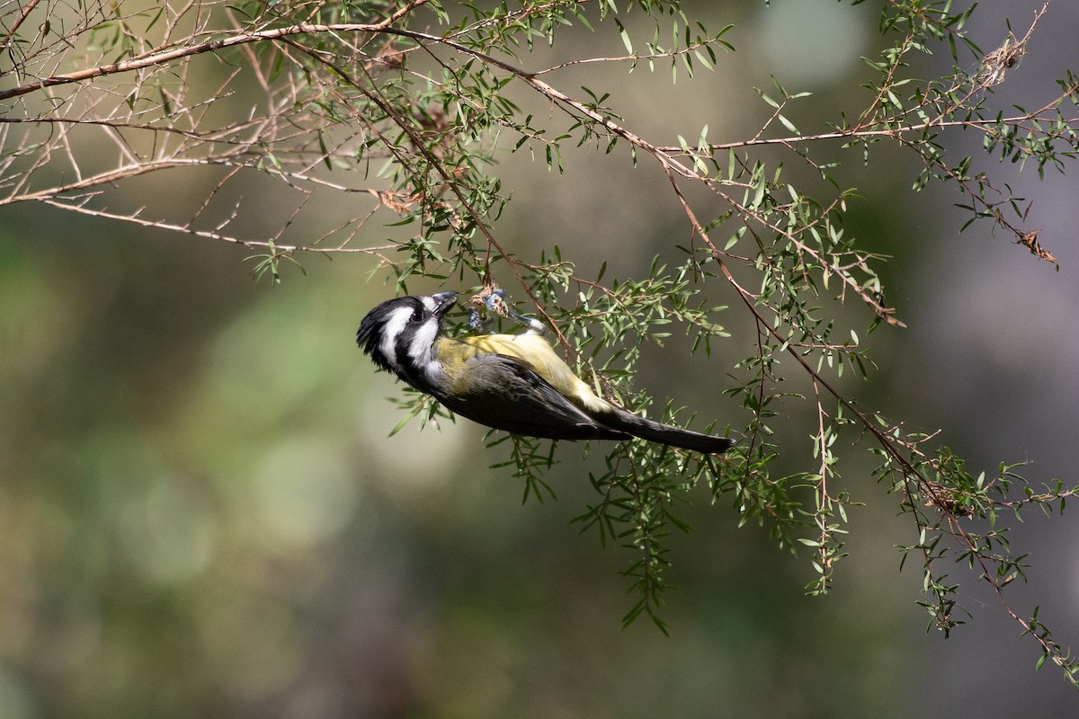 Eastern Shrike-tit - ML640890396