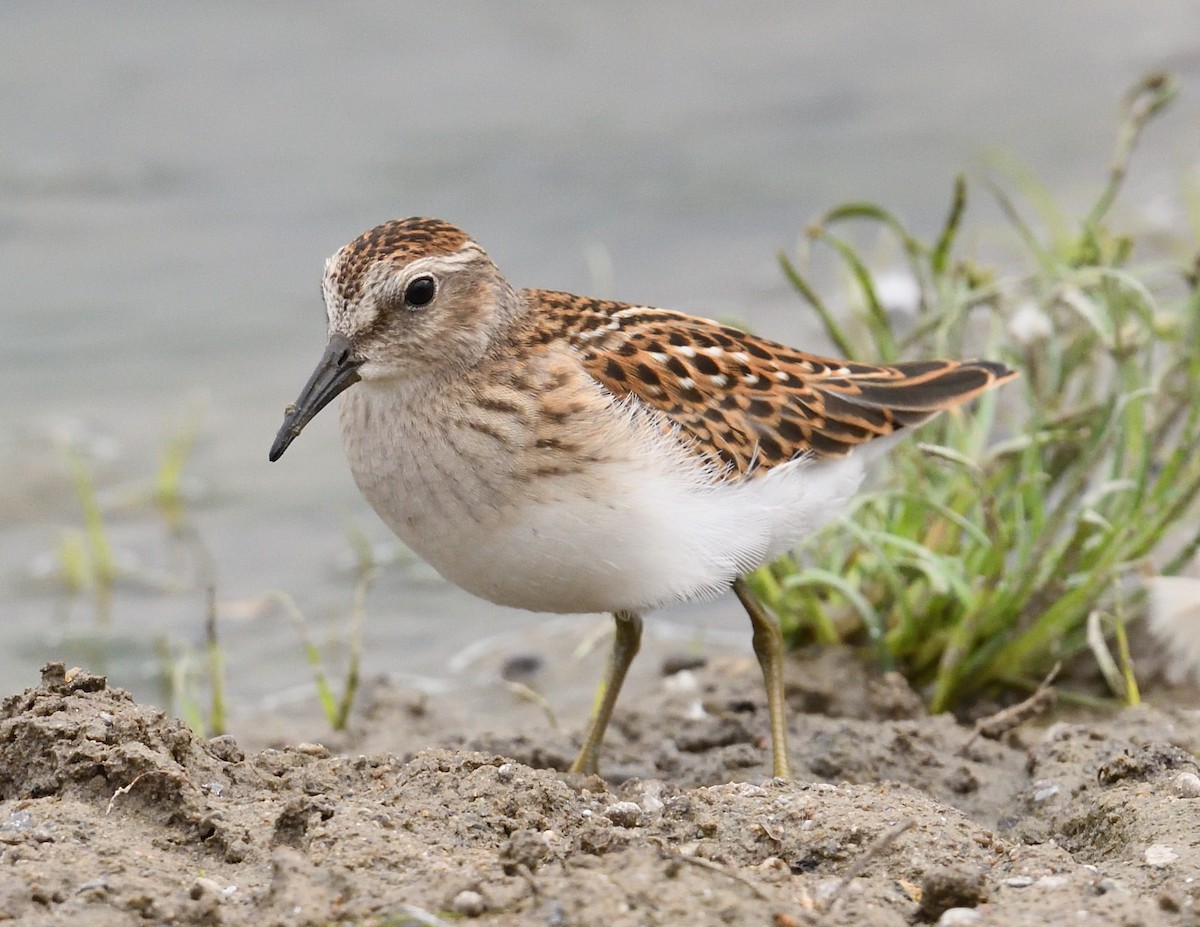 Least Sandpiper - ML640890401