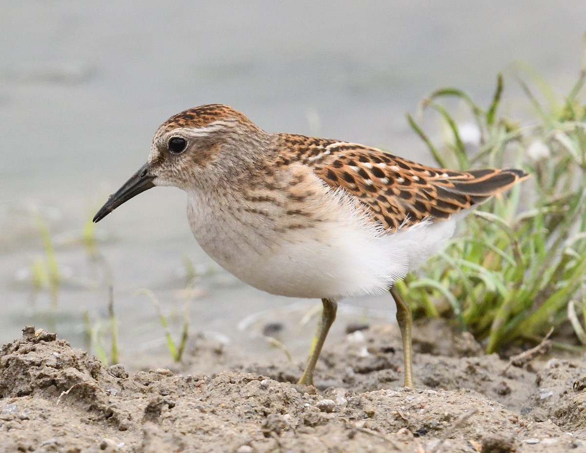Least Sandpiper - ML640890402