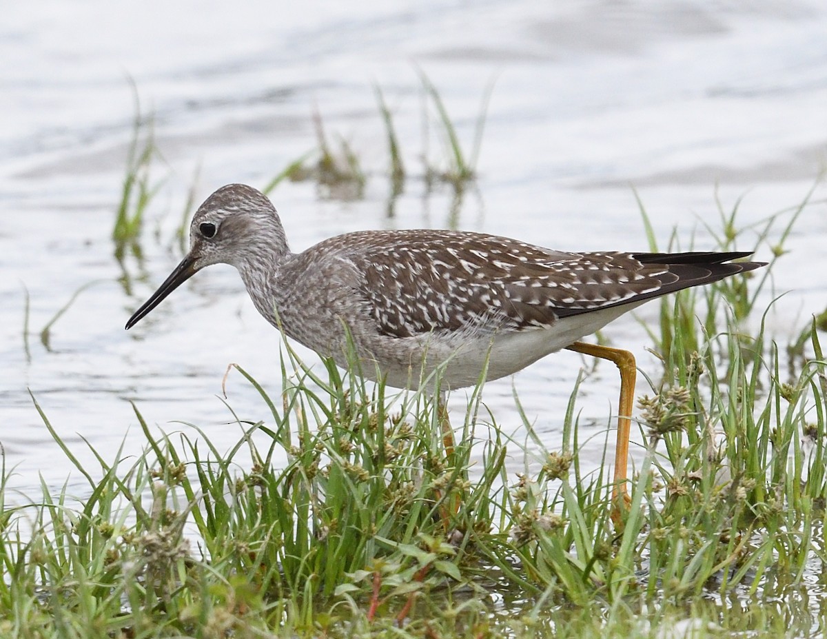 Lesser Yellowlegs - ML640890413
