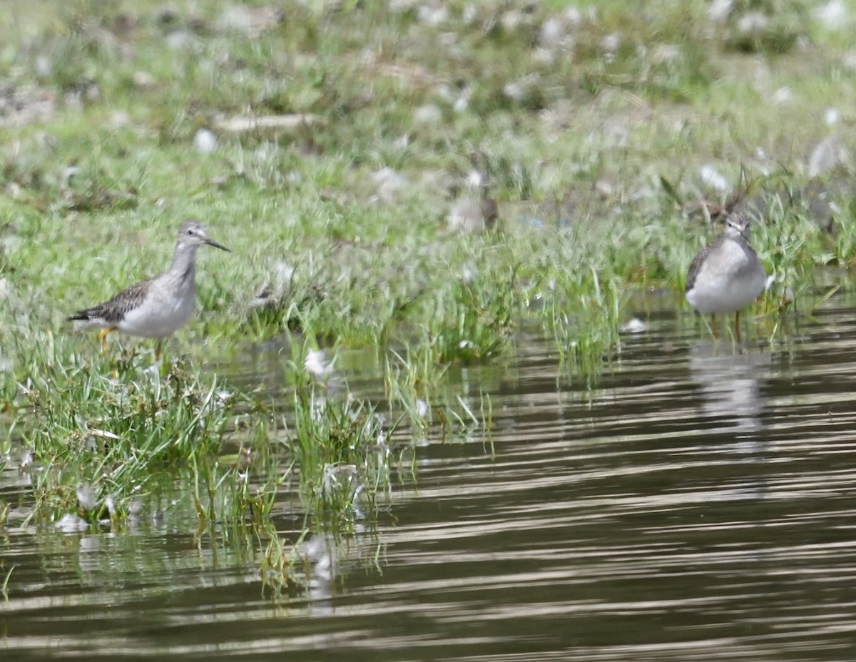 Lesser Yellowlegs - ML640890414