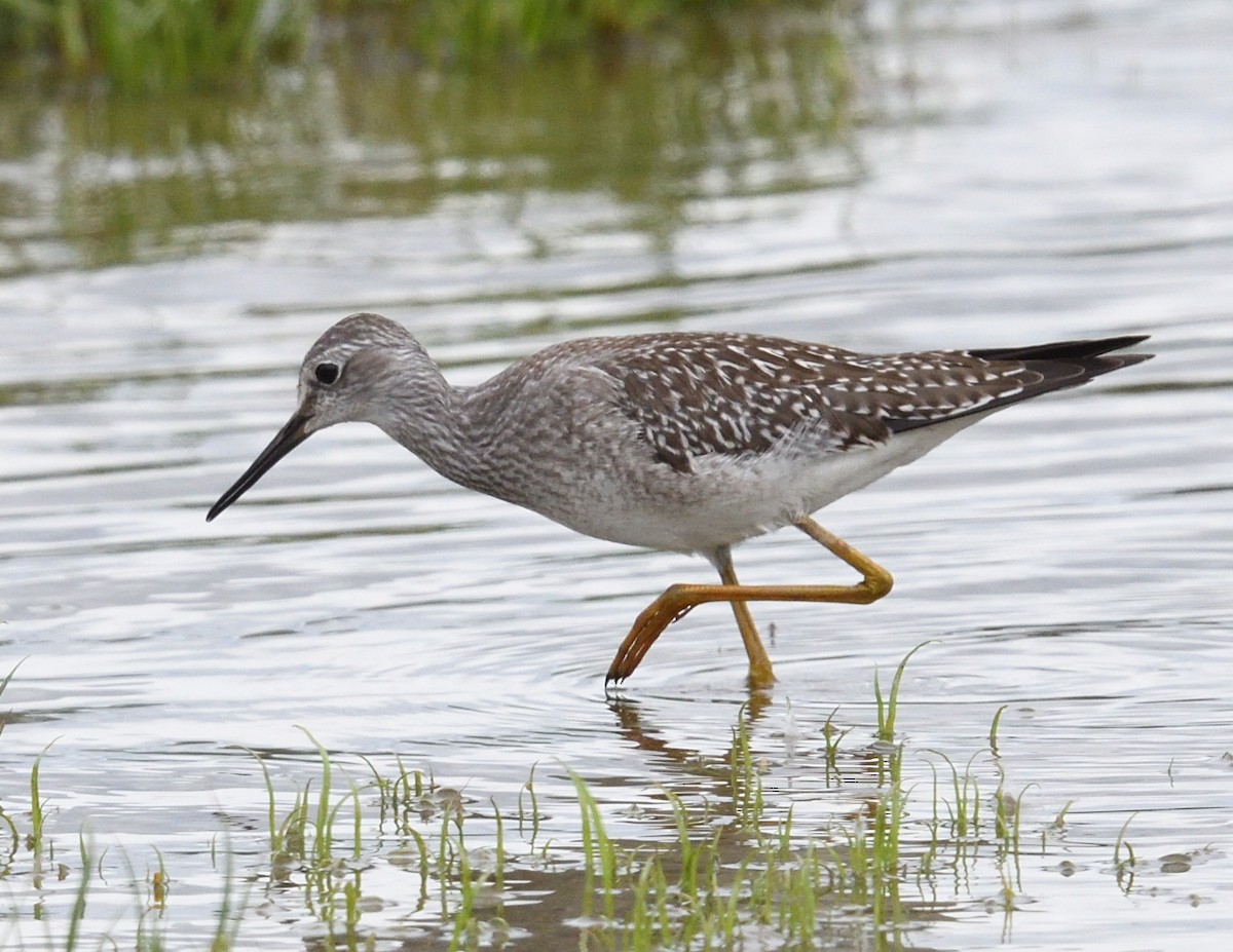 Lesser Yellowlegs - ML640890415