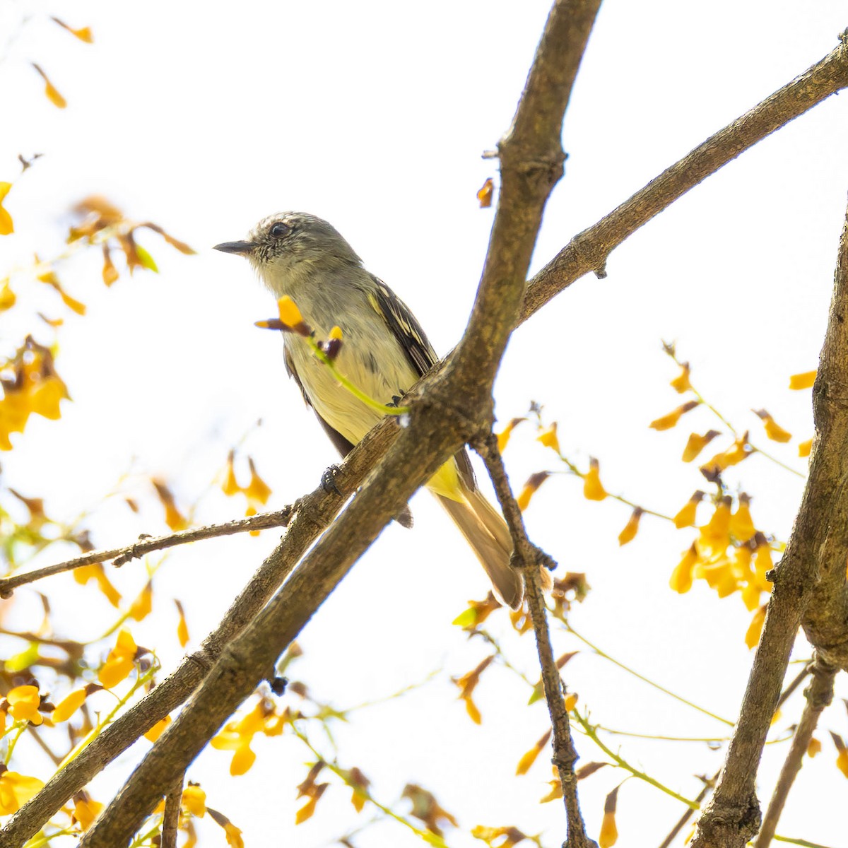 Gray-headed Elaenia - ML640890549