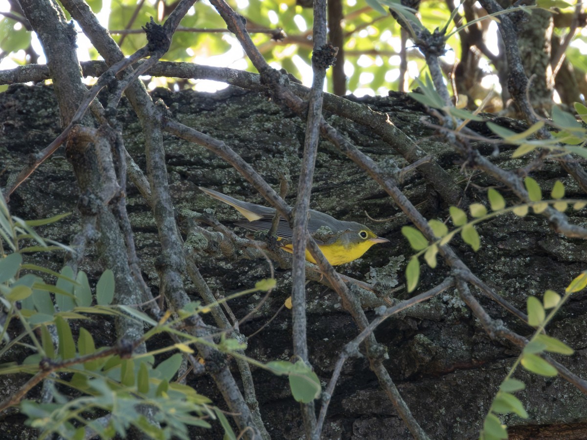 Canada Warbler - ML640890552