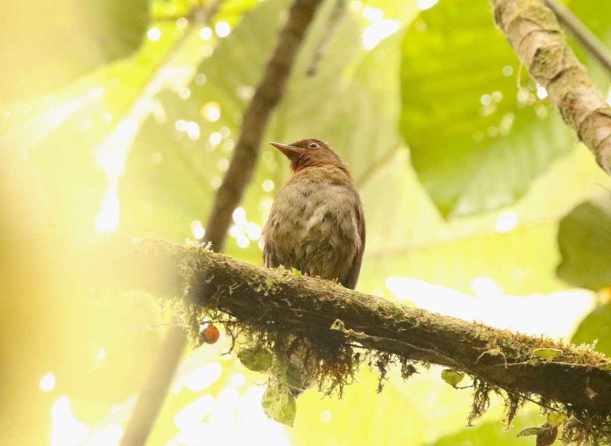 Rufous-brown Solitaire - ML640890556