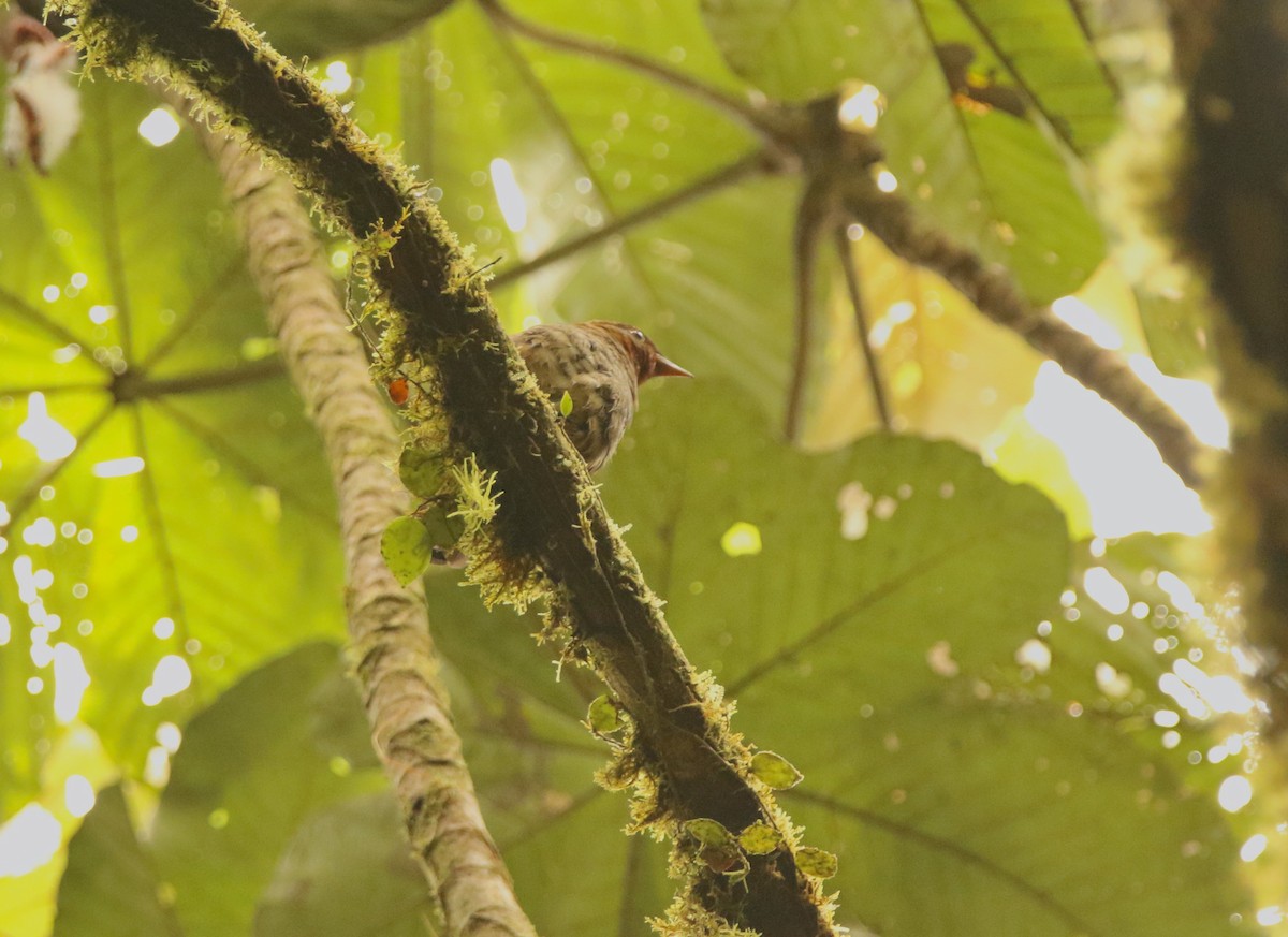 Rufous-brown Solitaire - ML640890558