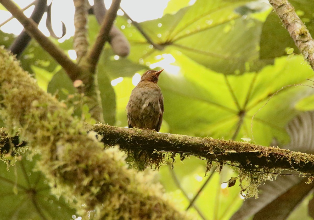 Rufous-brown Solitaire - ML640890559