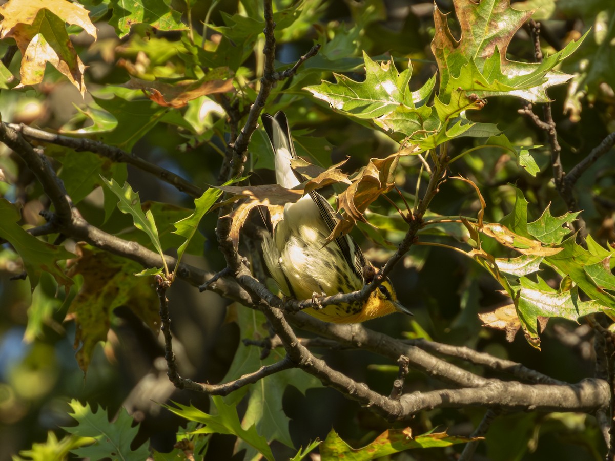 Blackburnian Warbler - ML640890560