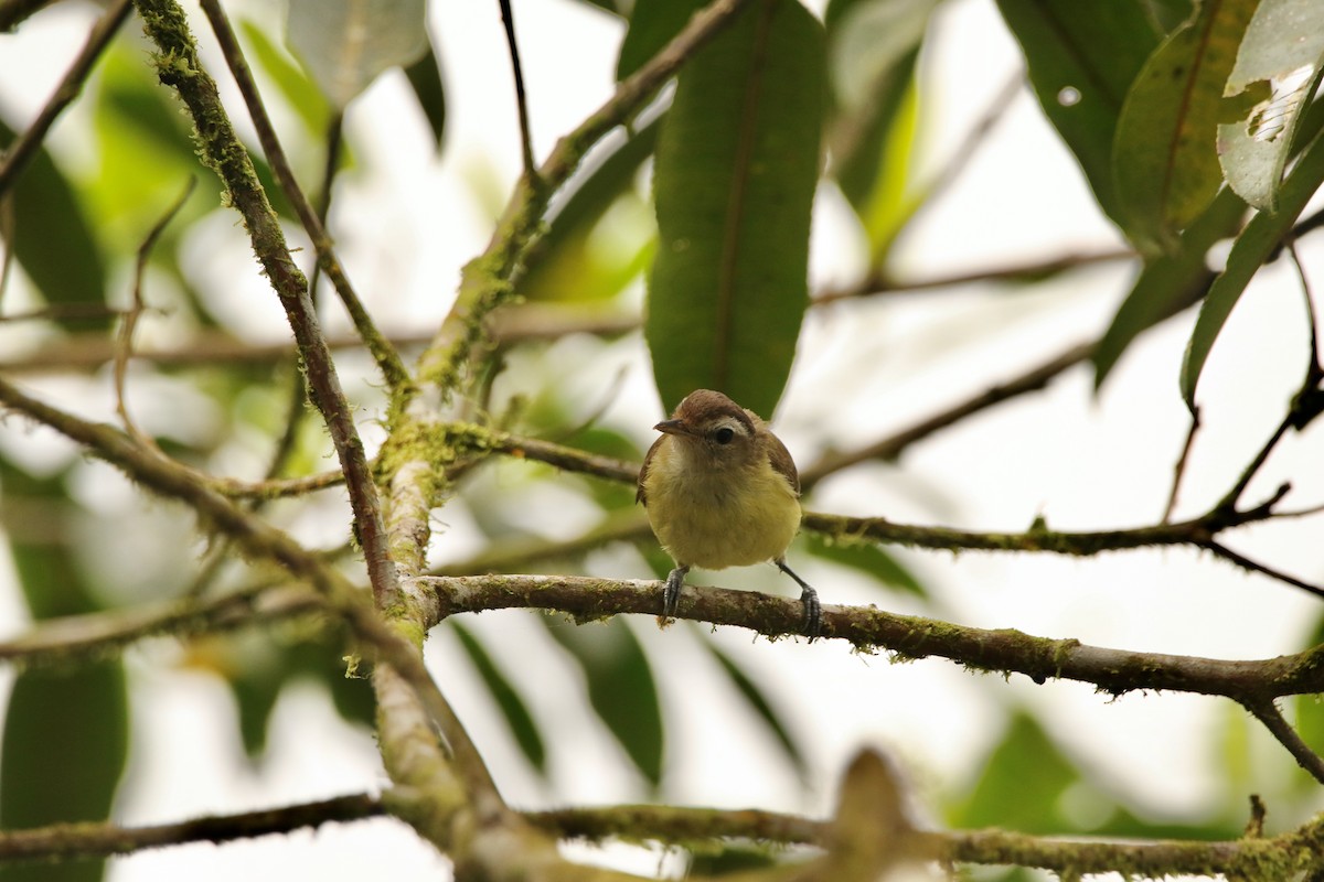 Braunkappenvireo [leucophrys-Gruppe] - ML640890598