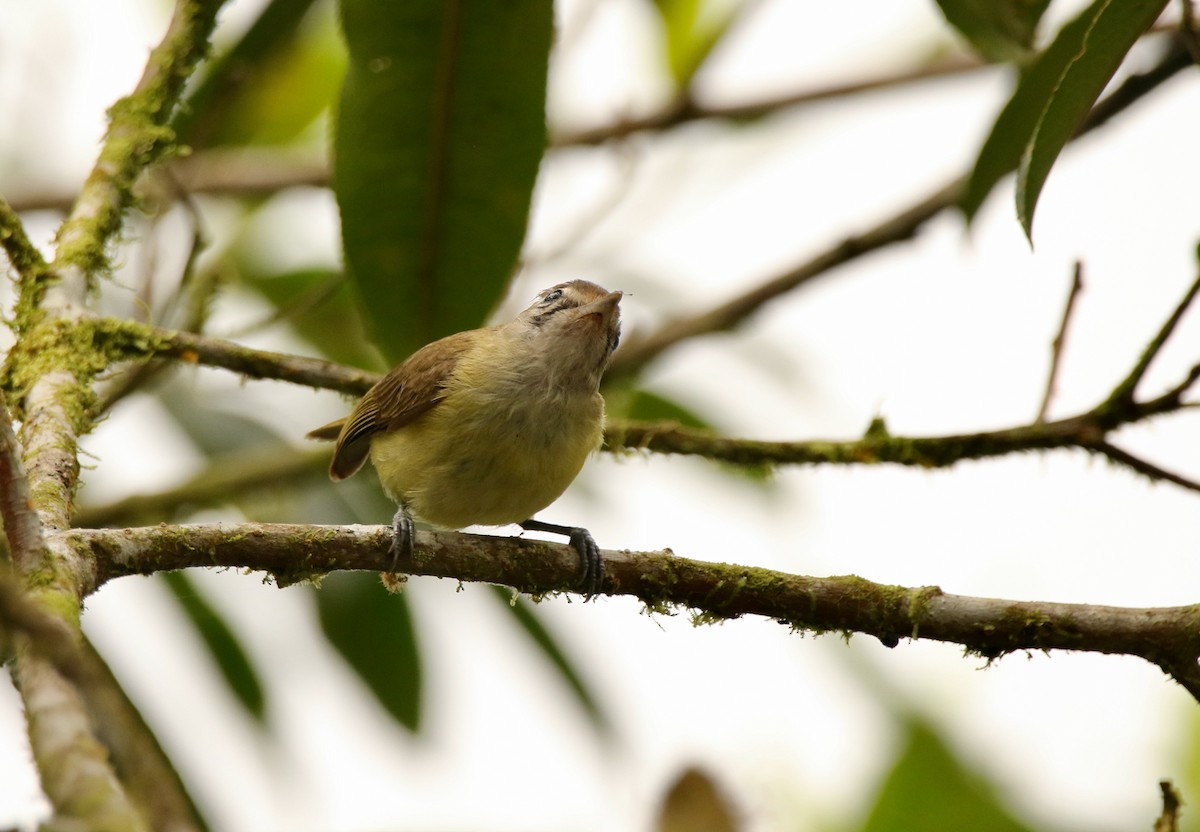 Braunkappenvireo [leucophrys-Gruppe] - ML640890599
