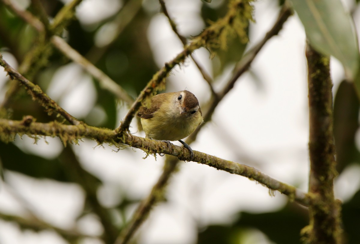 Braunkappenvireo [leucophrys-Gruppe] - ML640890600