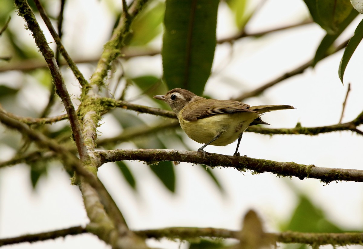 Braunkappenvireo [leucophrys-Gruppe] - ML640890601