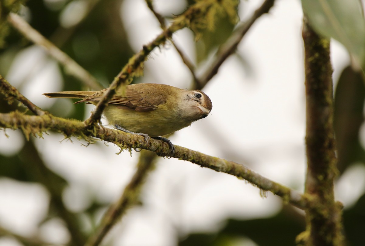 Braunkappenvireo [leucophrys-Gruppe] - ML640890602