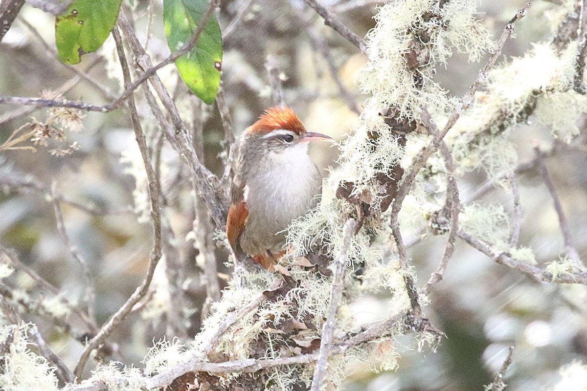 Line-cheeked Spinetail - ML640890637