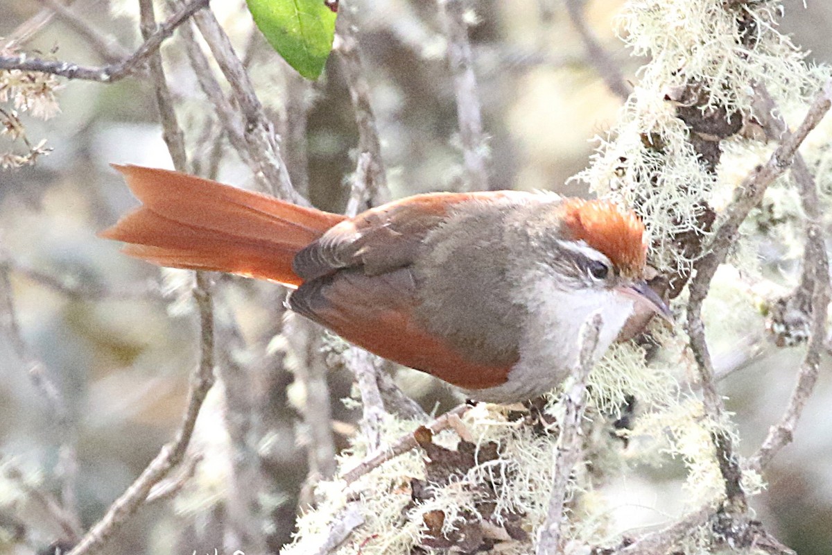 Line-cheeked Spinetail - ML640890643