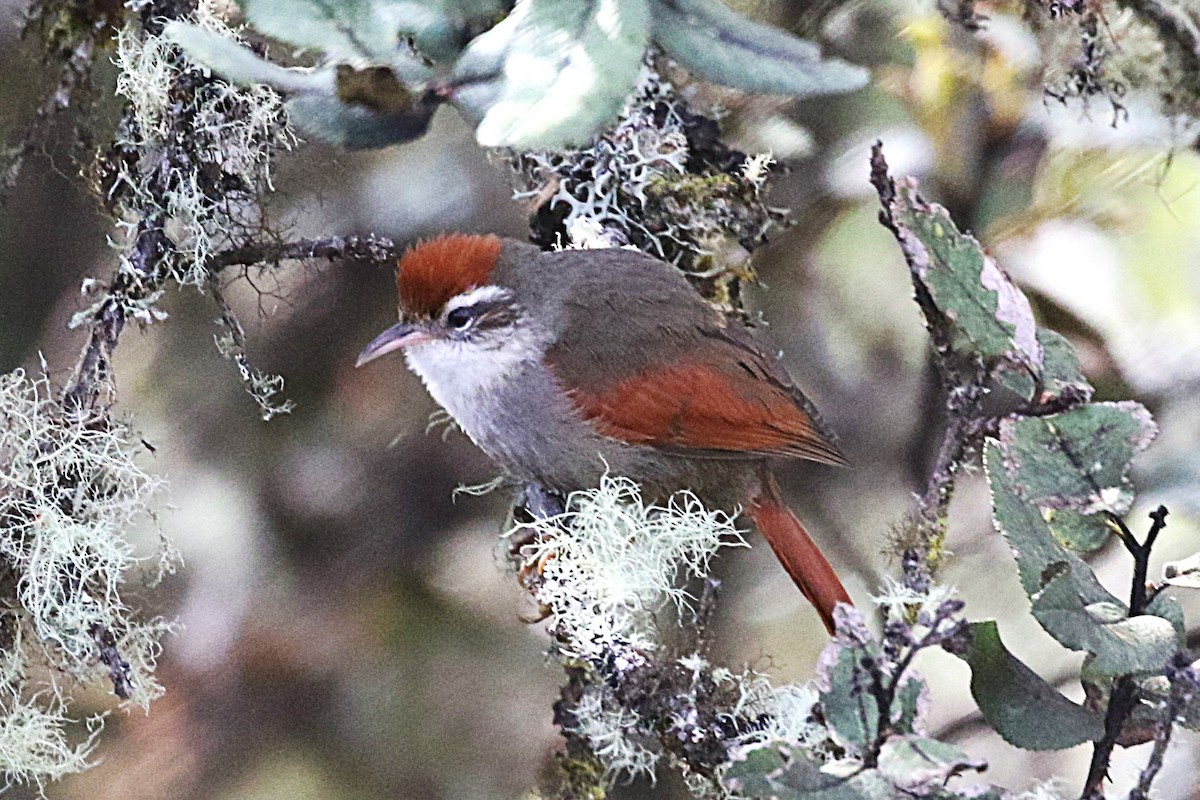 Line-cheeked Spinetail - ML640890667