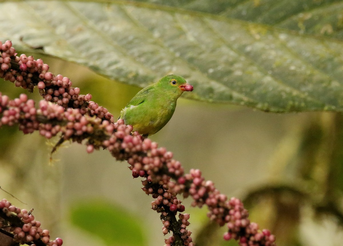 Yellow-collared Chlorophonia - ML640890689