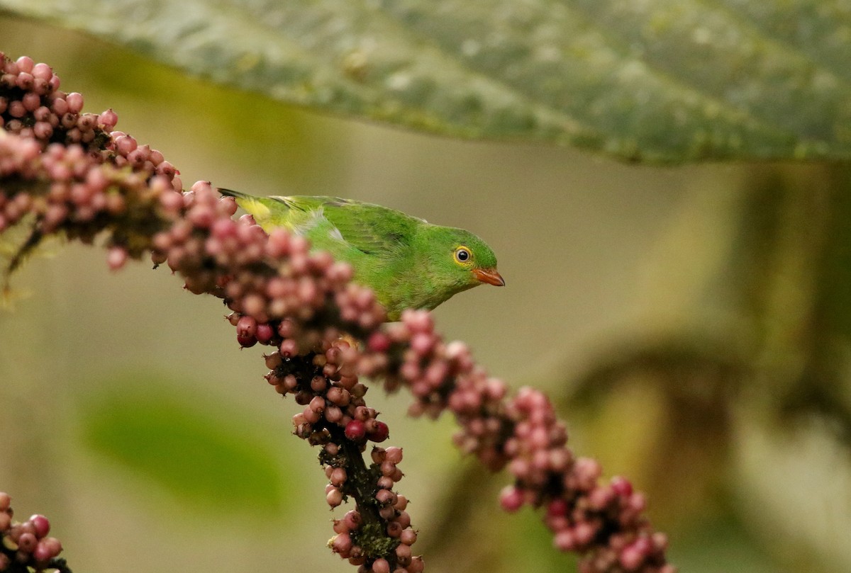 Yellow-collared Chlorophonia - ML640890691