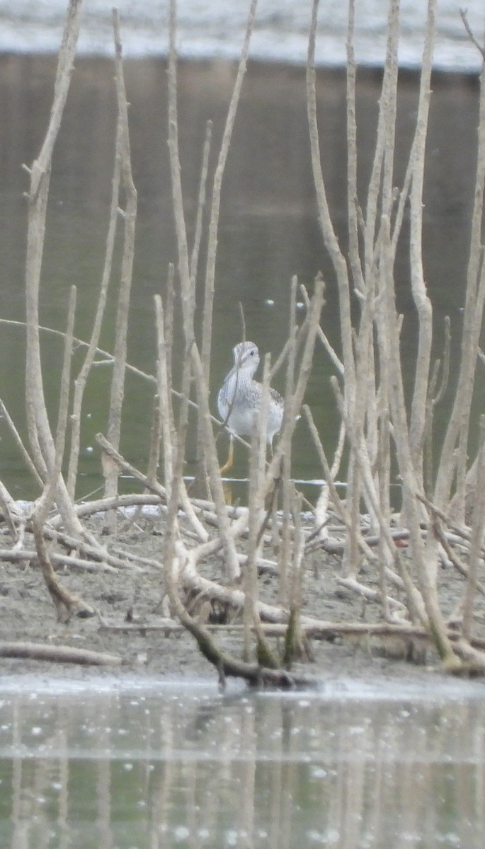 gulbeinsnipe/plystresnipe - ML640890749