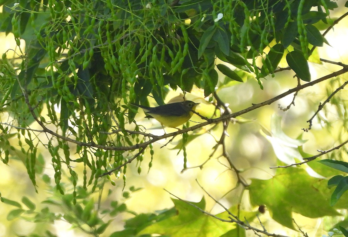 Canada Warbler - ML640890807