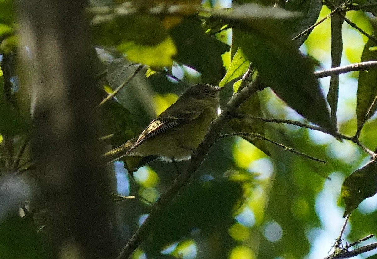 Greenish Tyrannulet - ML640890828