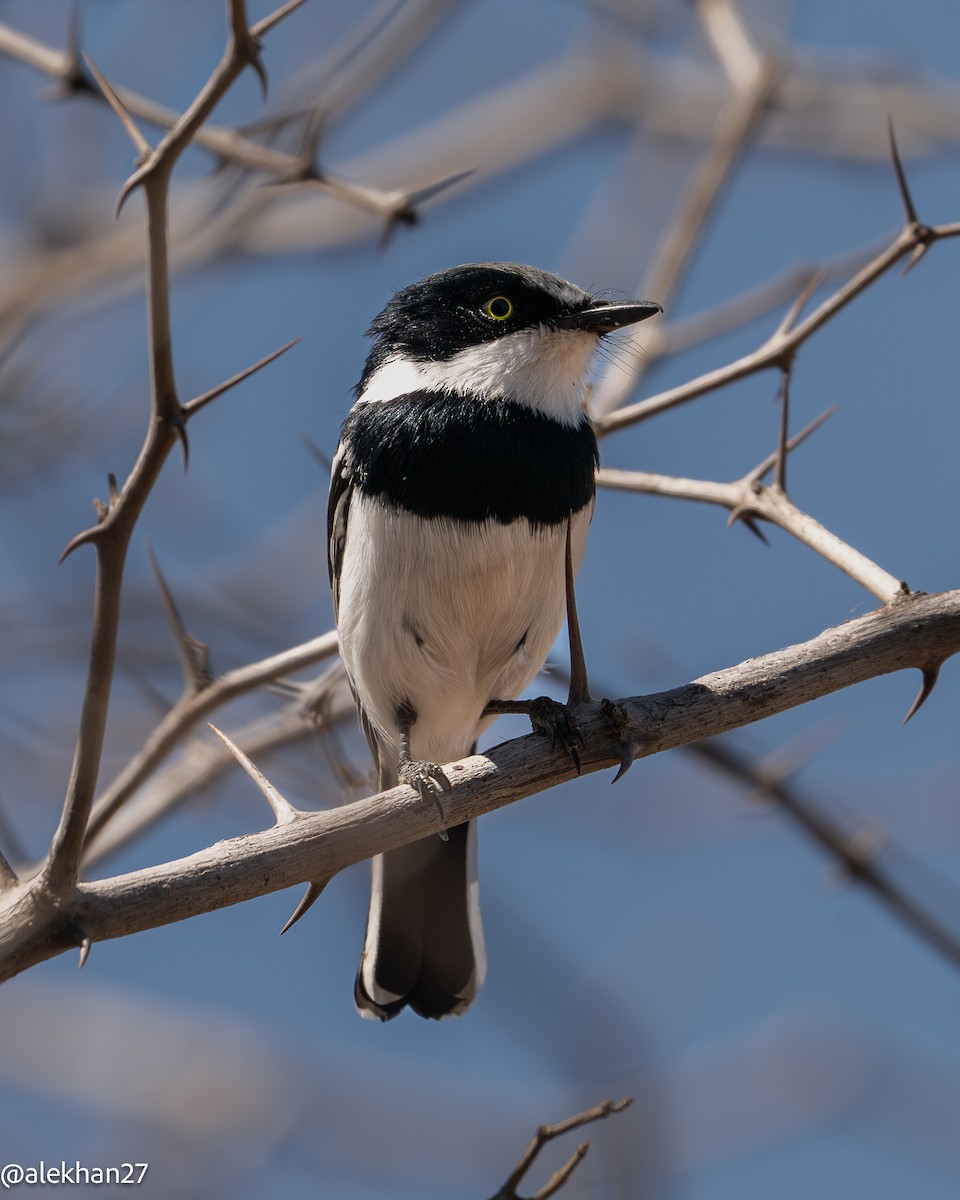 priritbatis - ML640890877