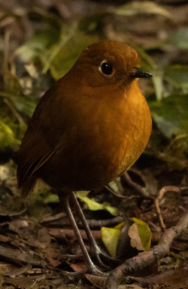 Urubamba Antpitta - ML640890905