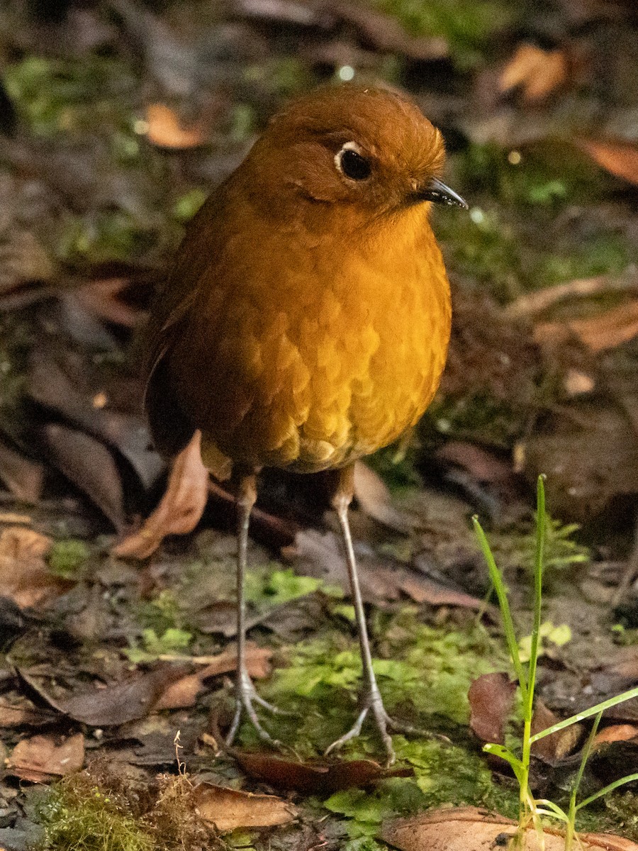 Urubamba Antpitta - ML640890906