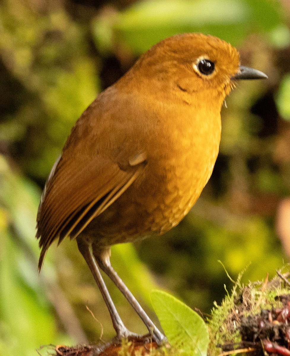 Urubamba Antpitta - ML640890907