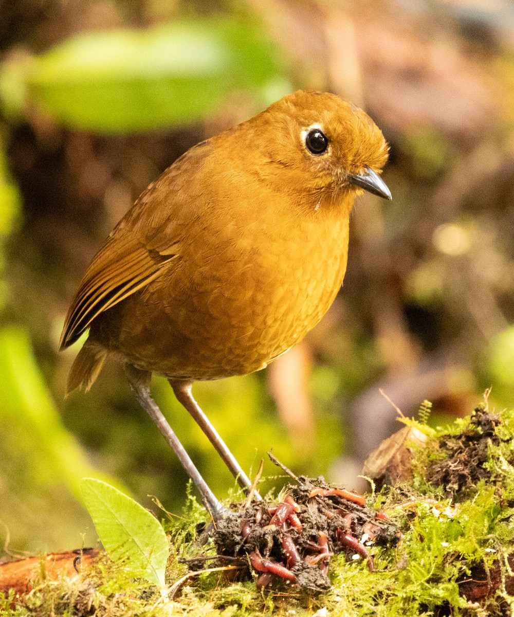 Urubamba Antpitta - ML640890909