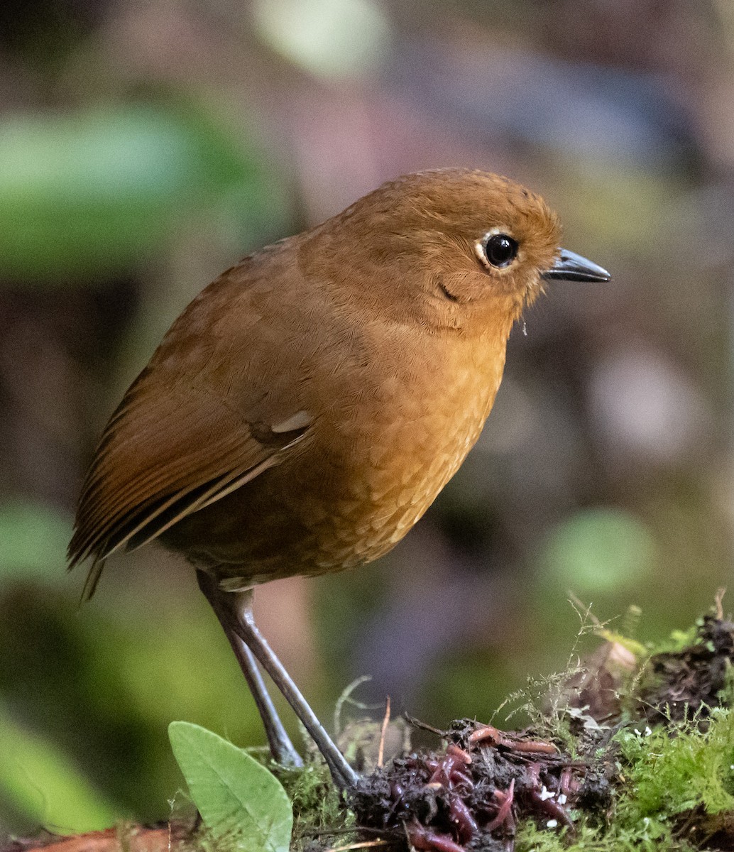Urubamba Antpitta - ML640890910