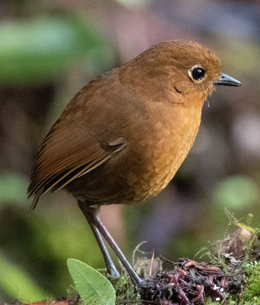 Urubamba Antpitta - ML640890911