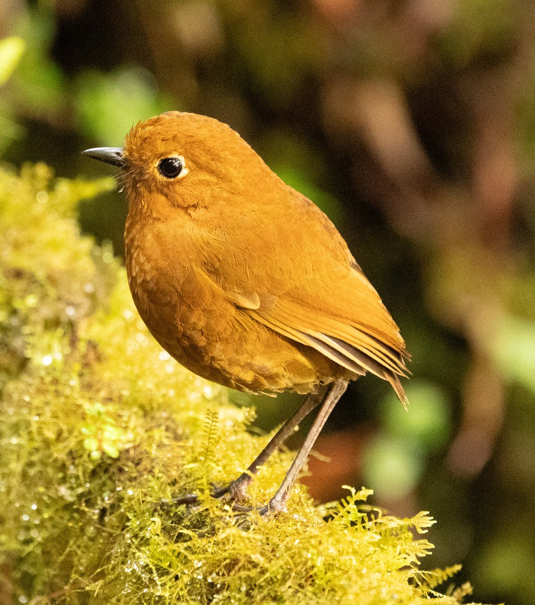 Urubamba Antpitta - ML640890912