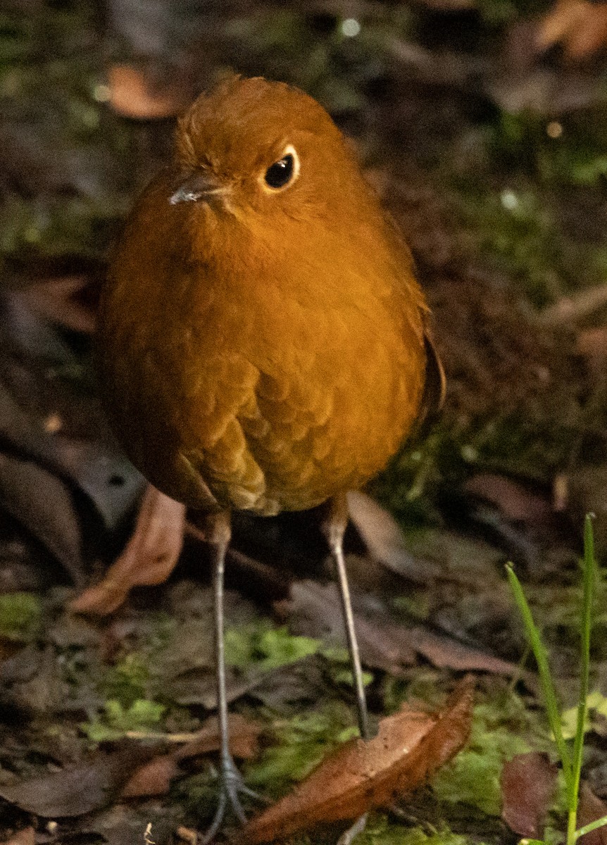 Urubamba Antpitta - ML640890913