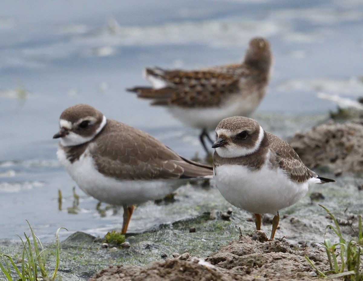 Semipalmated Plover - ML640890934