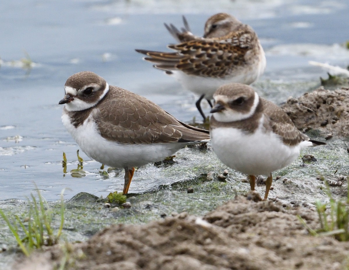 Semipalmated Plover - ML640890935